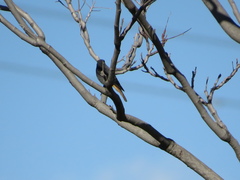 Phoenicurus ochruros