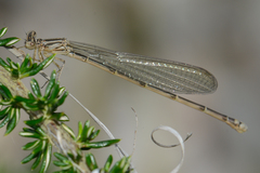 Pseudagrion hageni