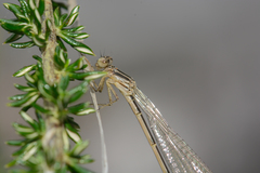 Pseudagrion hageni