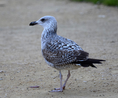 Larus michahellis