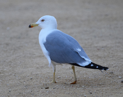 Larus michahellis