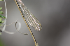 Pseudagrion hageni