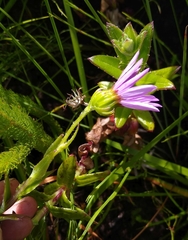 Senecio speciosissimus