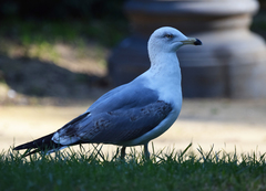Larus michahellis