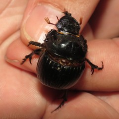 Dichotomius colonicus