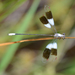 Synlestidae - Photo (c) peterswart, osa oikeuksista pidätetään (CC BY-NC), uploaded by peterswart