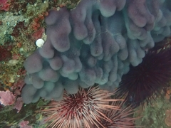 Eudistoma purpuropunctatum