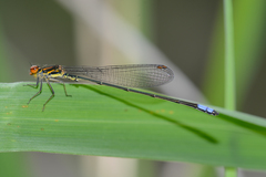 Pseudagrion hageni