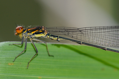 Pseudagrion hageni