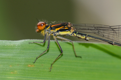 Pseudagrion hageni