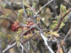 Hermannia desertorum