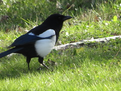 Pica pica