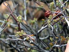 Hermannia desertorum