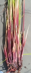 Schoenus quadrangularis