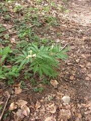 Cardamine kitaibelii