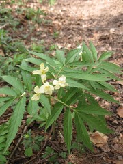 Cardamine kitaibelii