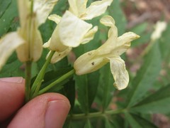 Cardamine kitaibelii