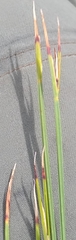 Schoenus quadrangularis