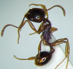 Aphaenogaster subterranea