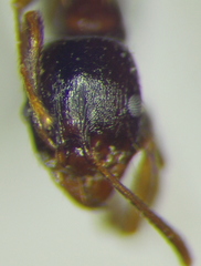 Aphaenogaster subterranea