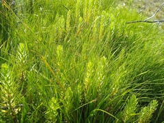 Schoenus quadrangularis