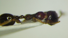 Aphaenogaster subterranea