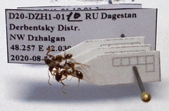 Aphaenogaster subterranea