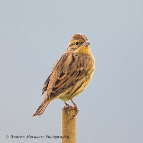 Yellow-breasted Bunting