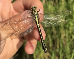 Shaogomphus schmidti