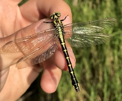 Shaogomphus schmidti