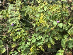 Ipomoea indica image