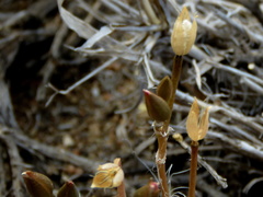 Anacampseros filamentosa