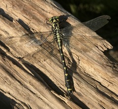Shaogomphus schmidti