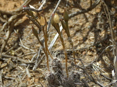 Anacampseros filamentosa