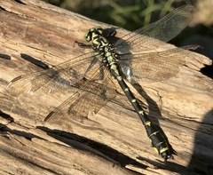 Shaogomphus schmidti