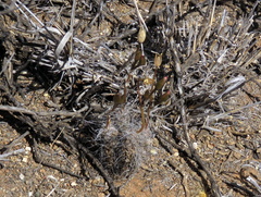 Anacampseros filamentosa