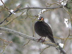 Turdus merula
