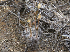 Anacampseros filamentosa