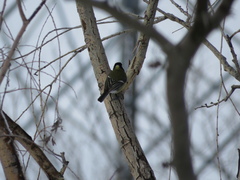 Parus major