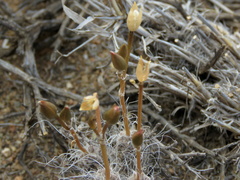 Anacampseros filamentosa