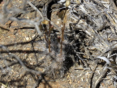 Anacampseros filamentosa