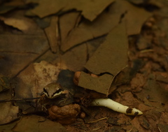 Leptodactylus albilabris