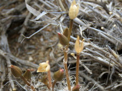 Anacampseros filamentosa