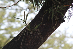 Polystachya concreta