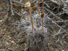 Anacampseros filamentosa