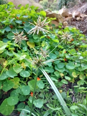 Cyperus congestus