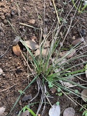 Nassella leucotricha