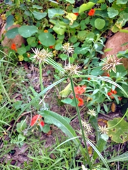 Cyperus congestus