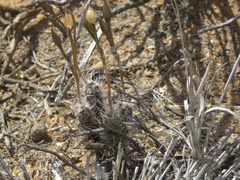 Anacampseros filamentosa