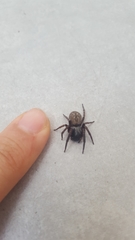 Badumna longinqua